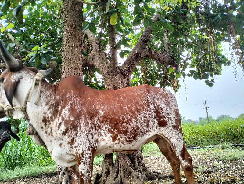 ગાય વેચવાની છે