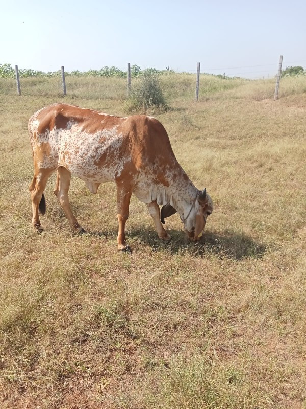 આ ભેંસ અને વાછડ...