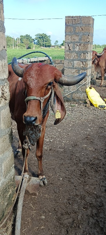 હોડકી વેચવાની સ...