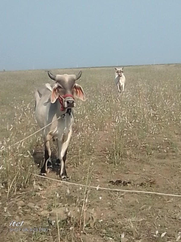 ગાડામા  ચાલુ છે