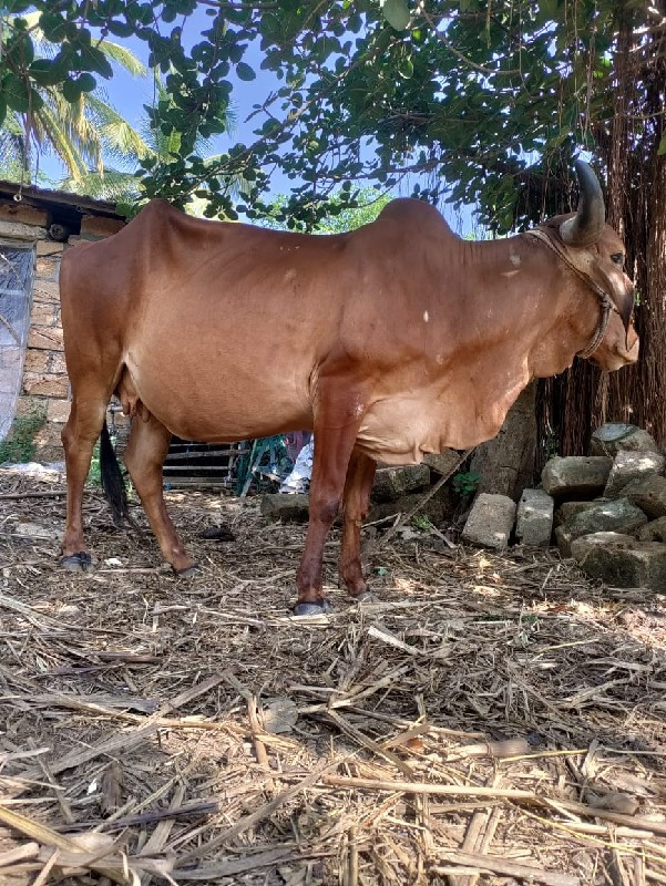 ગીર ગાય 9712940...