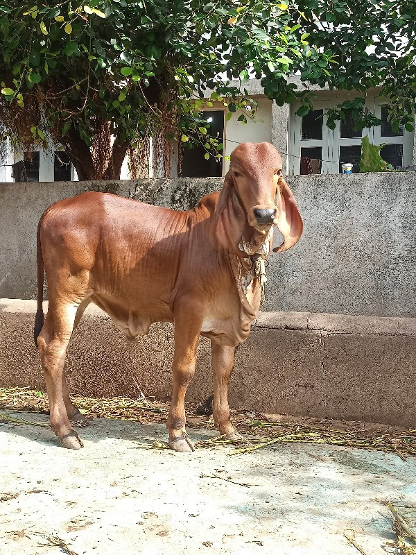 ઓરિજનલ ગિર વાસડ...