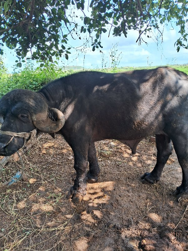 પાડો   વેસવાનોસ...