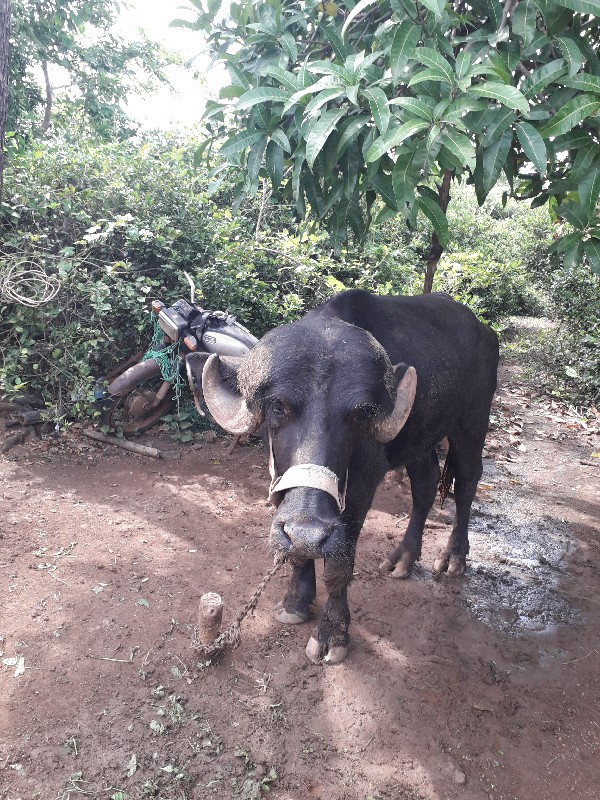 ખડેલ વેચવા ની છ...