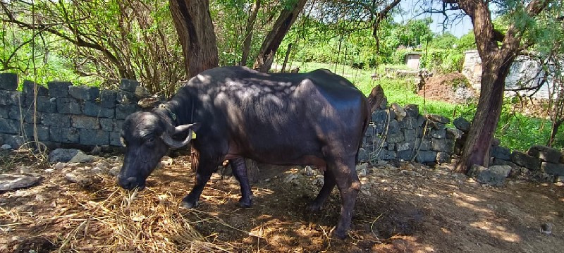 ભેંશ વેચવાની છે