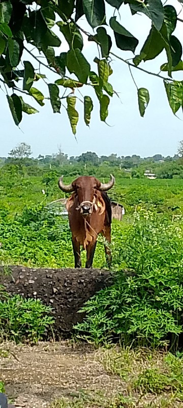 બળદ