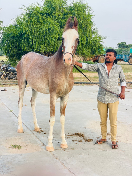 30 મહીના  મારવા...