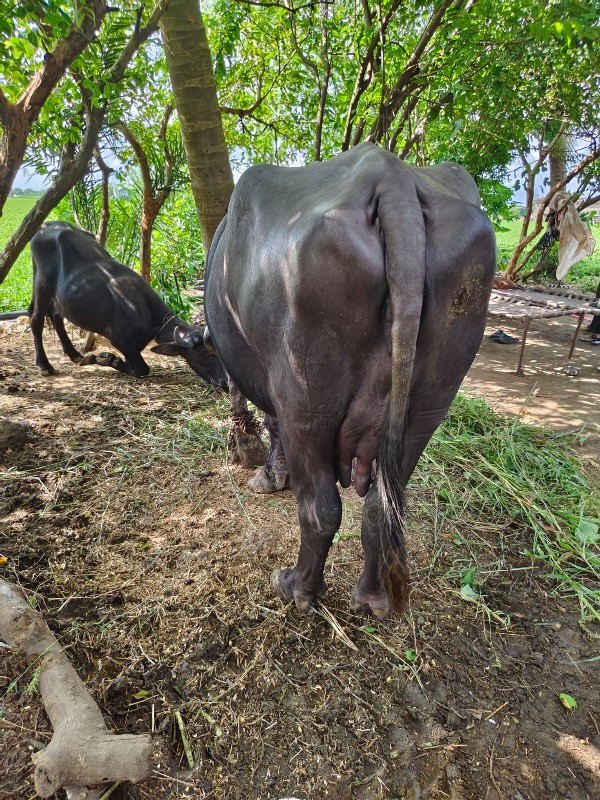 ભેંશ