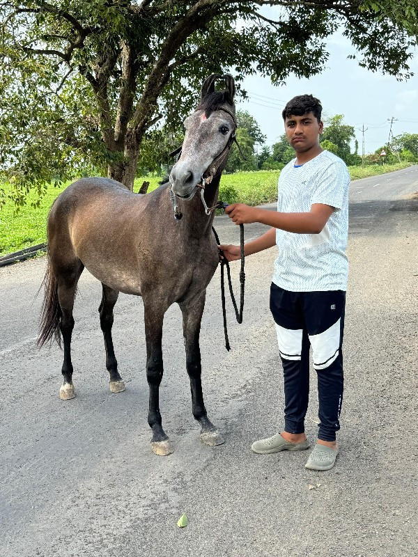 વશેરી વેચવાની છ...