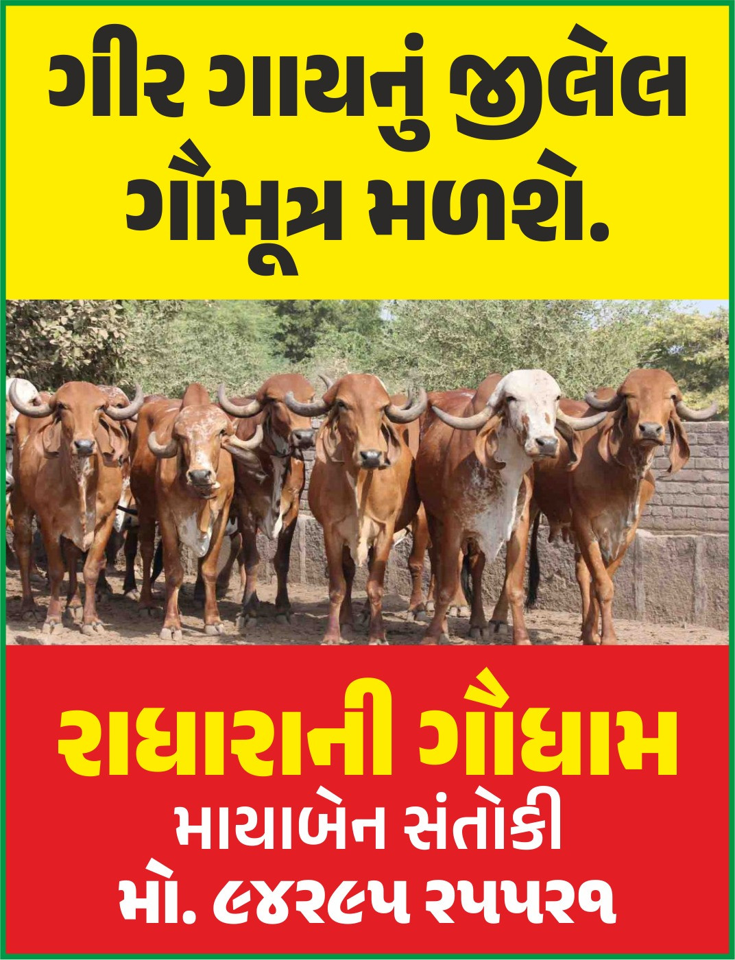 ગીર ગાયનું જિલે...