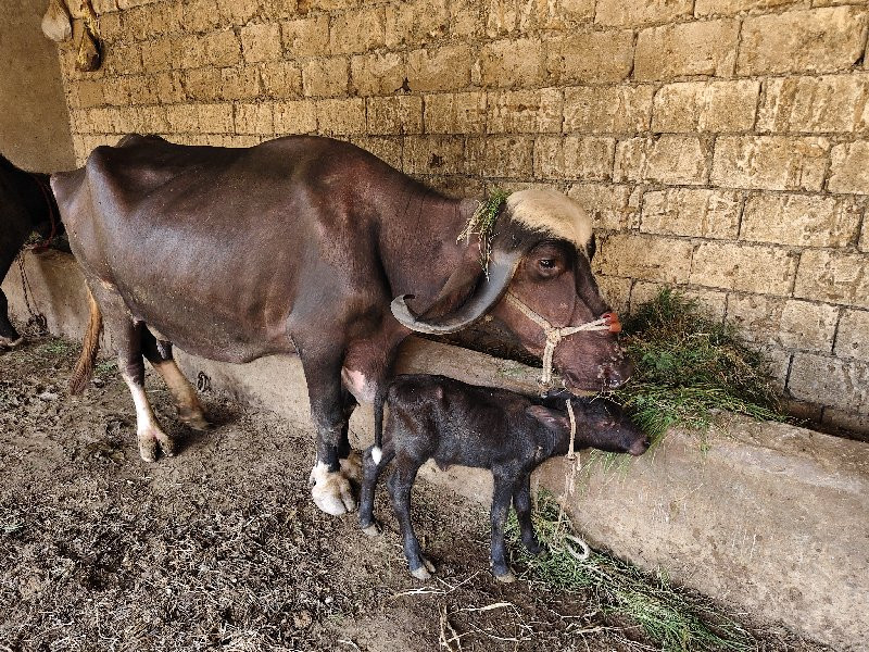 એકબીજા તને ખરેલ...