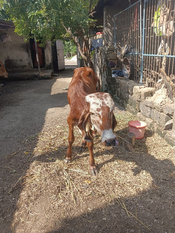 વાસડી