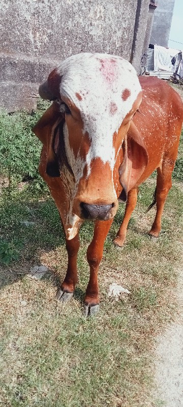 ગીર વાસડી વેચવા...