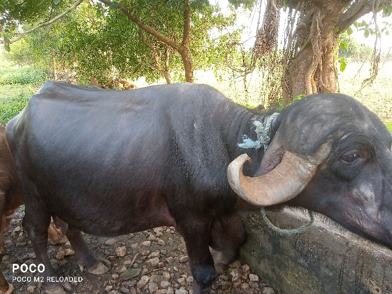 ભે સ વેસ વાની સ...