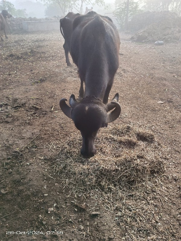 ખડેલી વેચવાની છ...