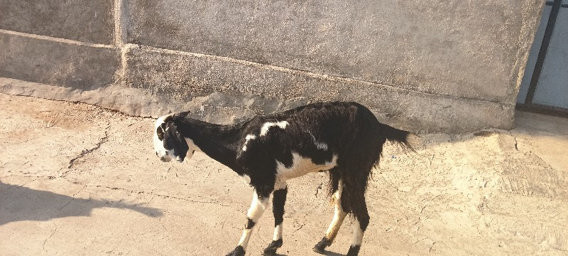 bakri