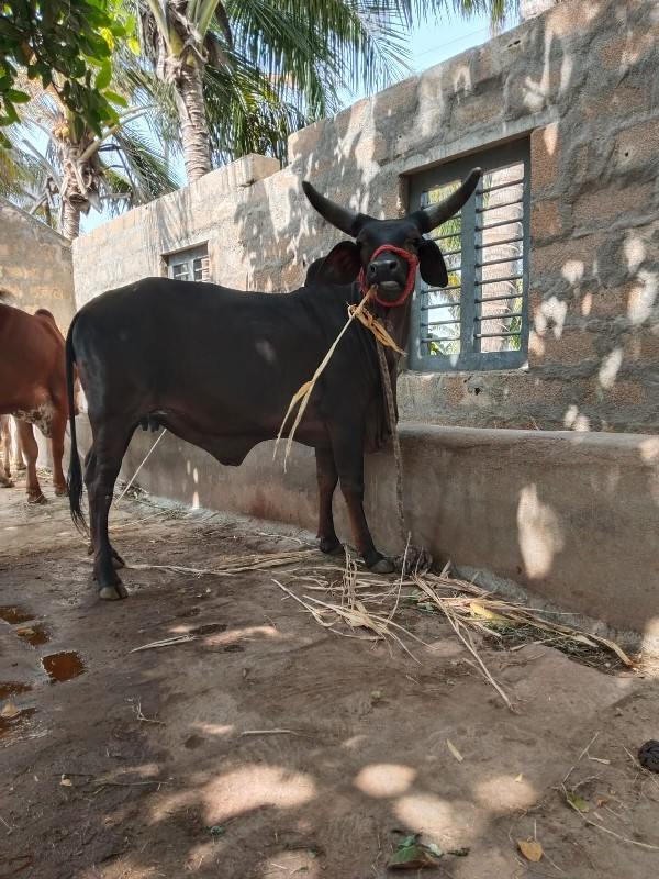 કાંકરેજ હોડકુ વ...