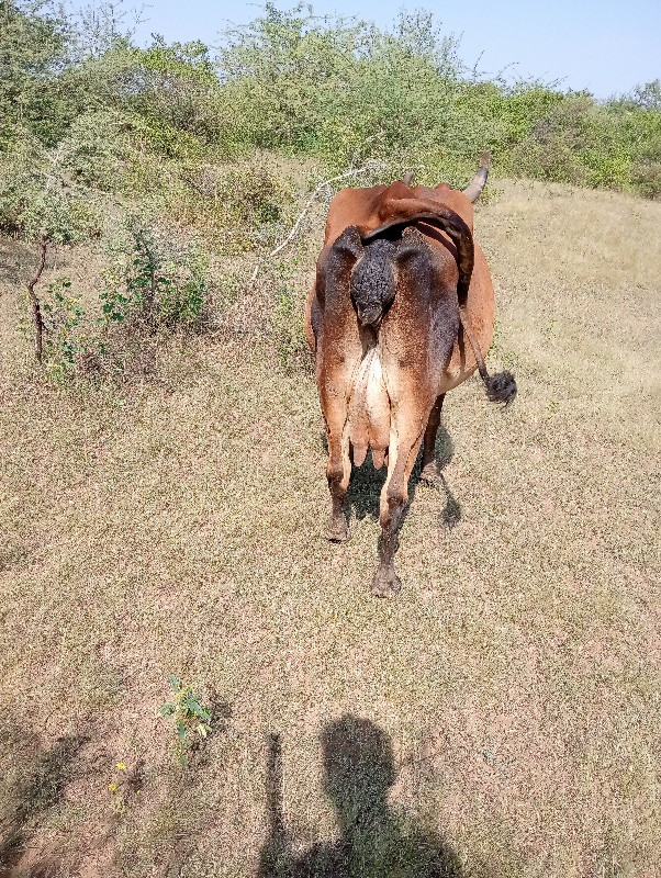 ગાય