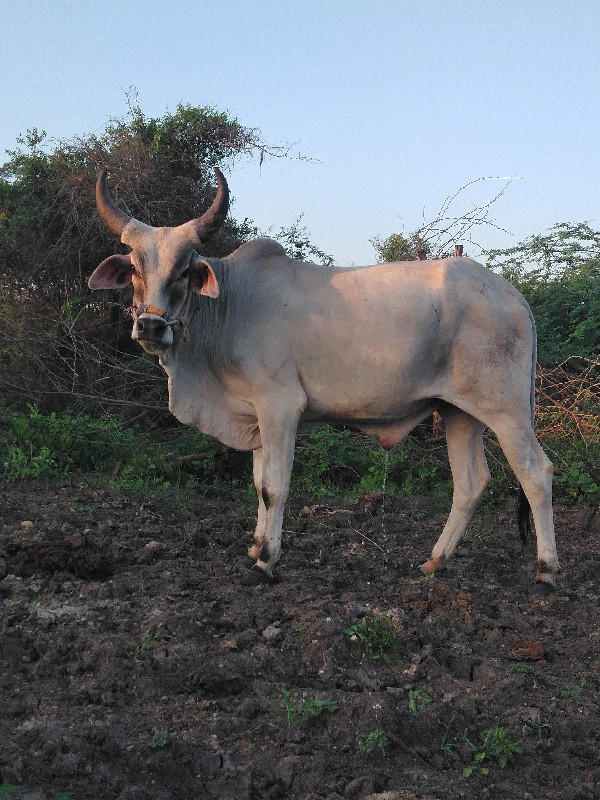 ગોડલો વેચવાનો છ...