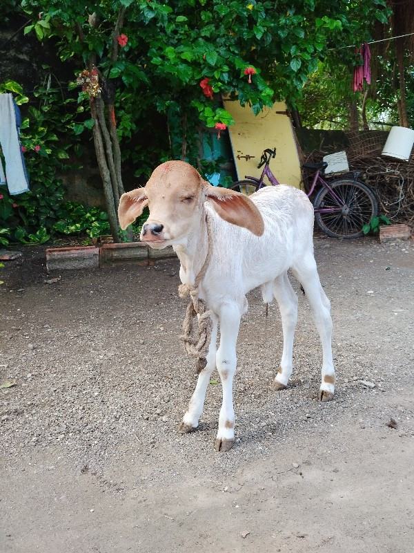 ગાય વેચવાની 3 આ...