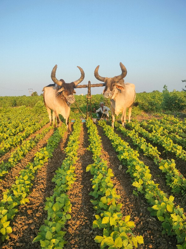 આ બરઘ વેચવાના છ...