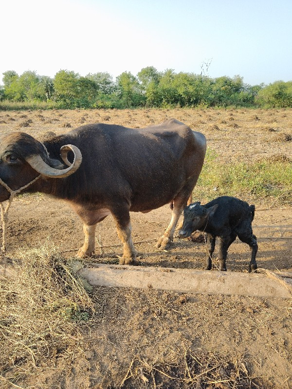 ભેંસ વેચવાની છે