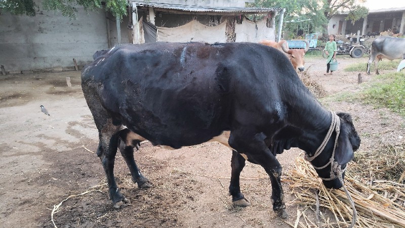 जरसीगायवेसवानीस...