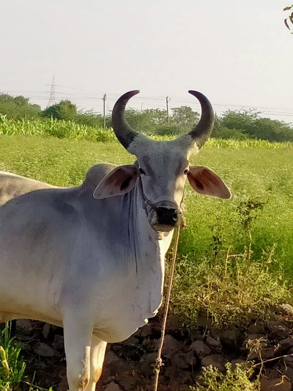 બડદ વેચવાના છે