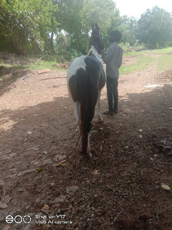 ઘોડી વેચવાની છે