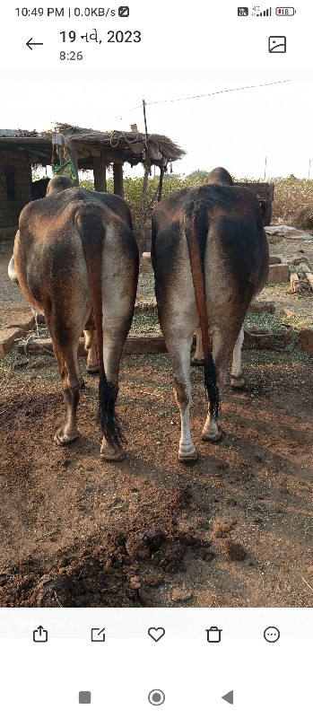 ત્રણ ધર સાવ સોઝ...