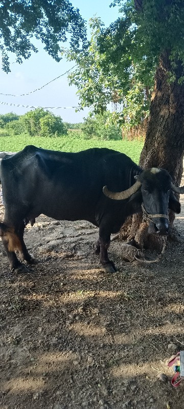 ભેંસ વેચવાની છે