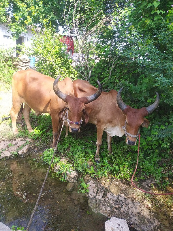 ઘોધલાવેચવાનાછે