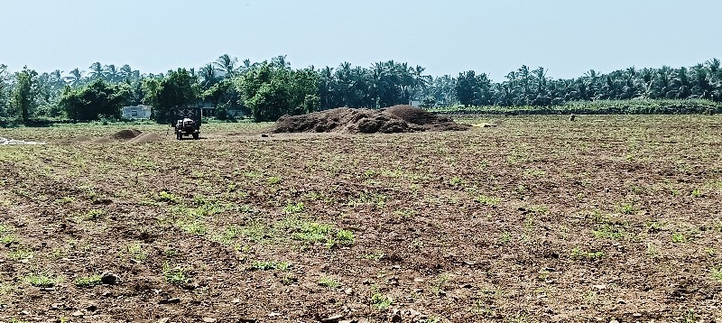 મંડવિયું વેચવાન...