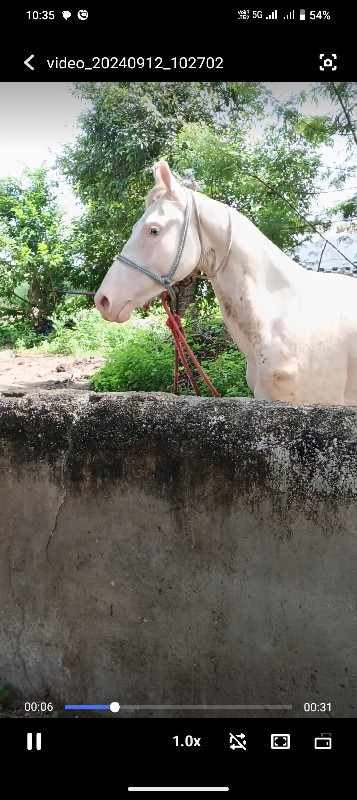 પોટલેસ નુકરો વે...