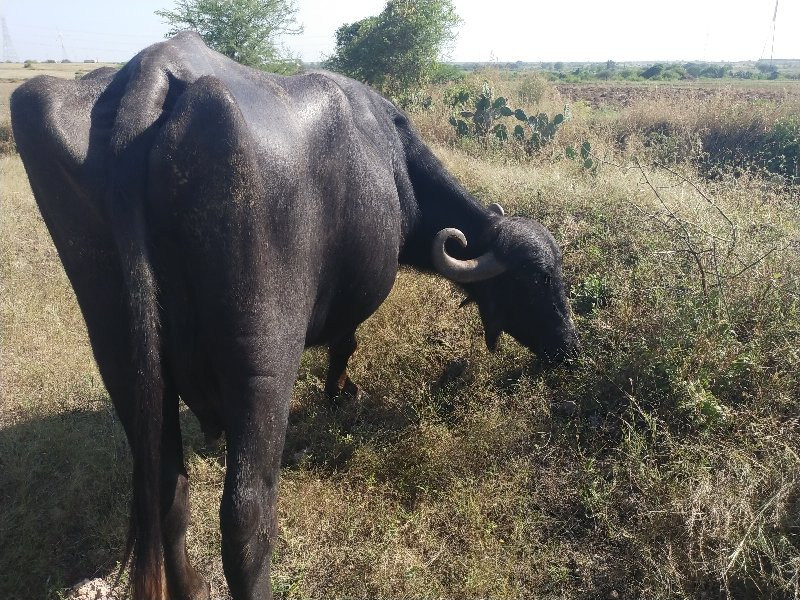 ભેંશ વેશવાની છે