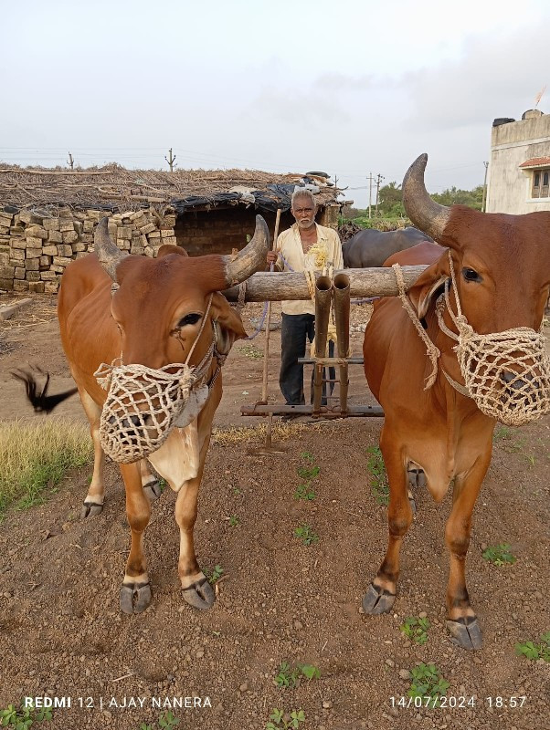 બળદ વેચવાના છે.