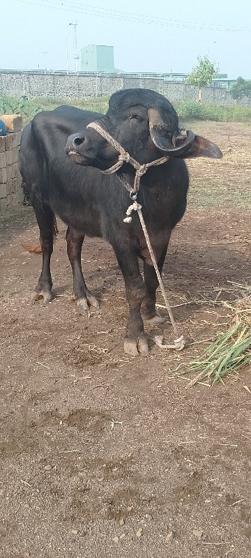 ખડેલી વેચવાની છ...