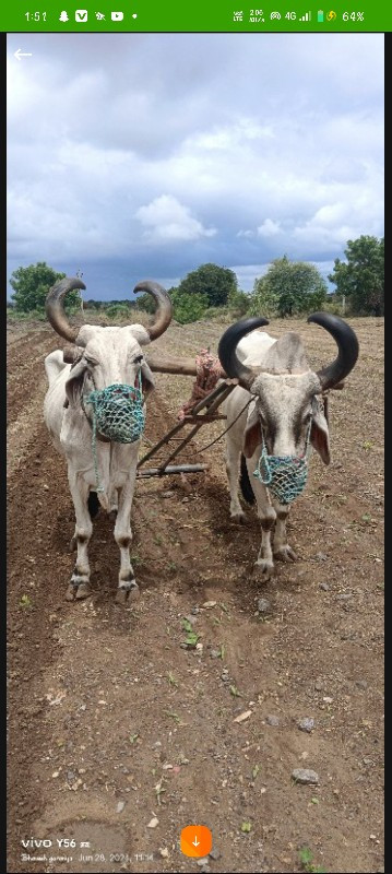 બળદ વેચવાના છે