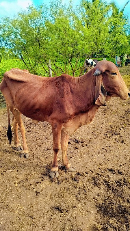 ગીર  ગાય