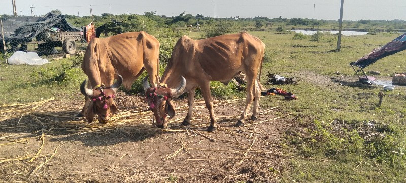 એક વાવણી વાવેલા