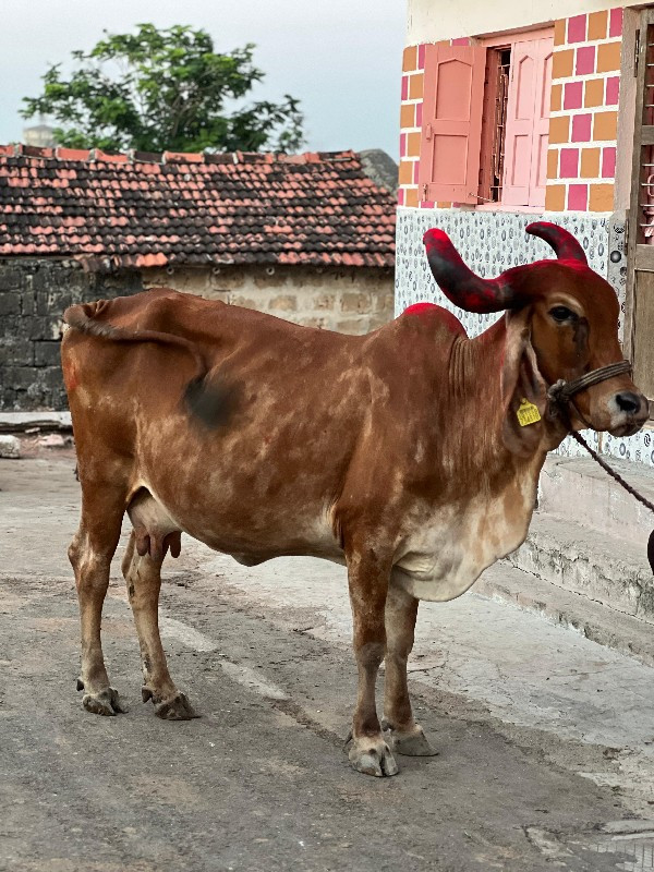 ગાય વેચવાની છે.