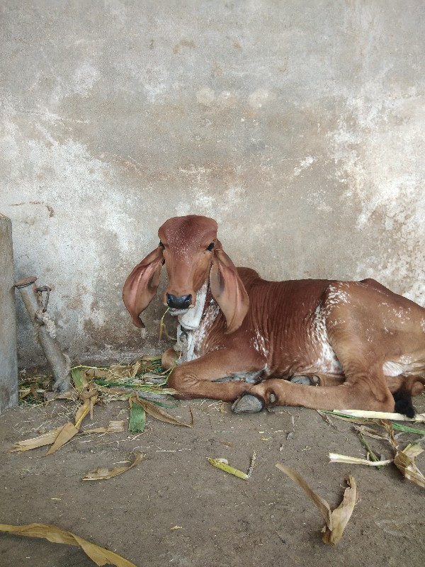 સાણયુ ખાતર