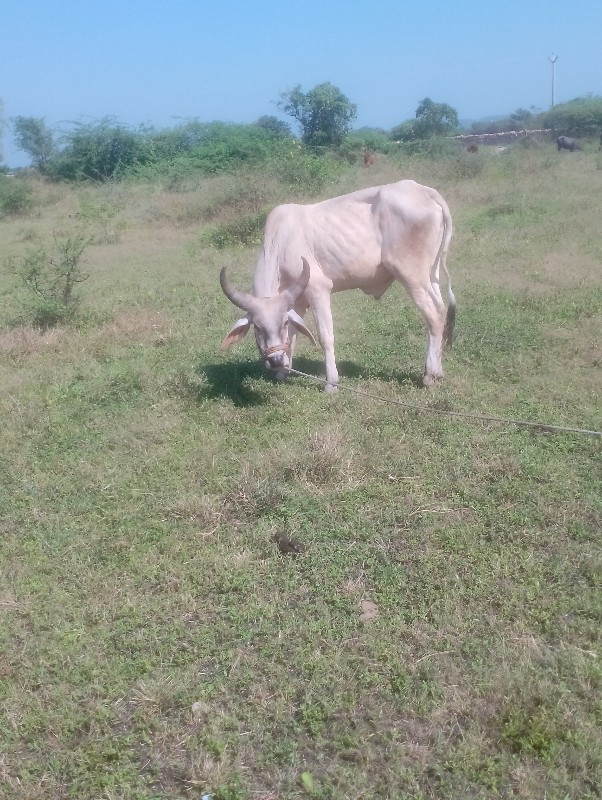 ગોઢલા વેચવાના છ...