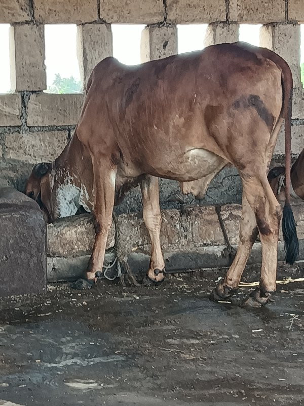 આ ગોધલો વેચવાનો...