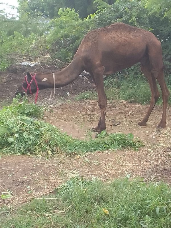 ગાડીમાચાલુ...