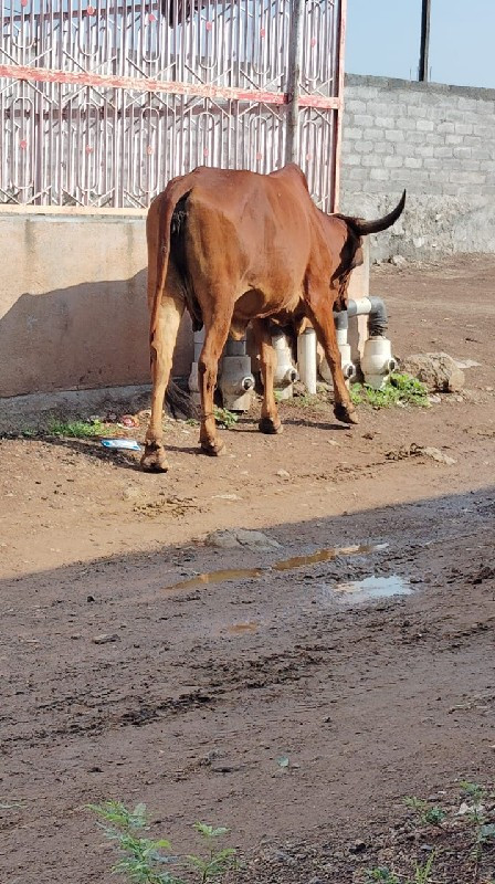 સાટા કરવાના છે...