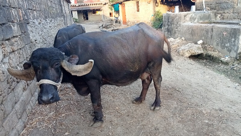 ભેંસ વેચવાની છે