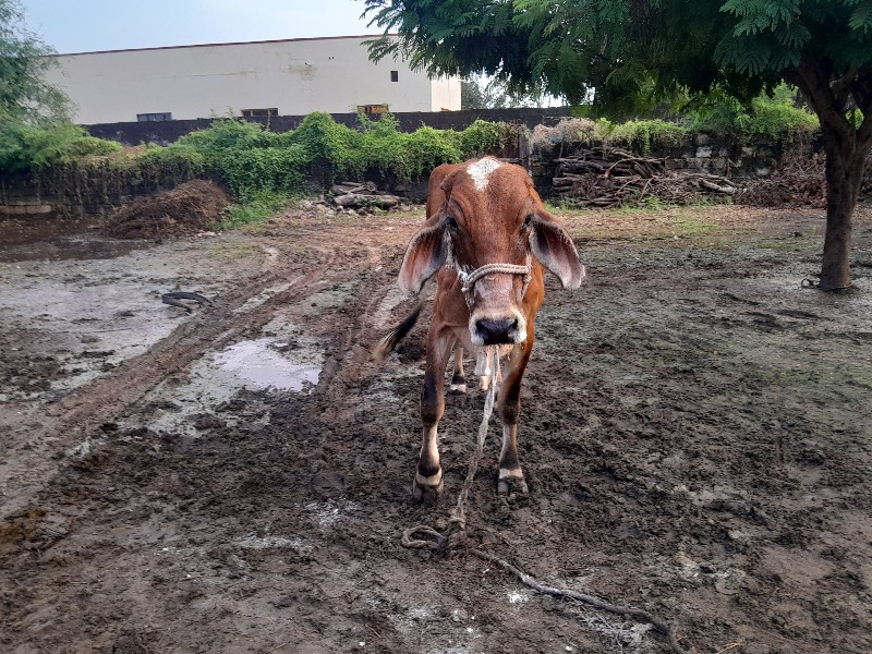 ગાય વેચવાની છે