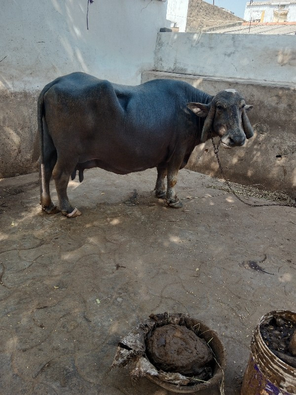 ભુરી ભેંશ વેચવા...