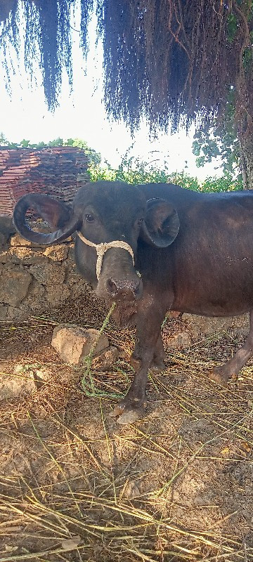 ભેંસ વેચવાની છે